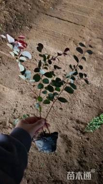 高度40厘米红花继木小苗