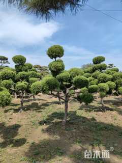 12公分造型龙柏