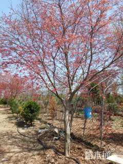 18公分日本红枫