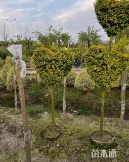 4公分造型亮晶女贞