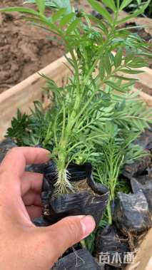 高度20厘米万寿菊