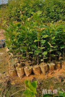 高度20厘米油茶