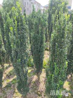 高度150厘米直立冬青