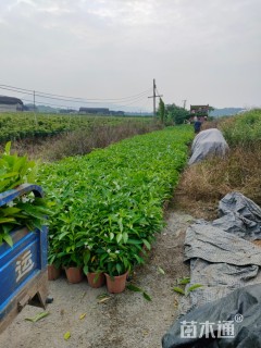 高度35厘米狗牙花