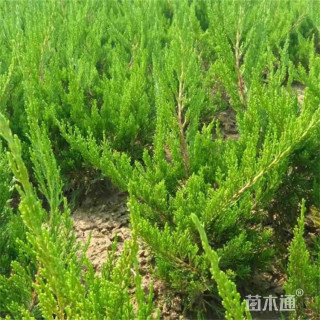 高度60厘米龙柏苗