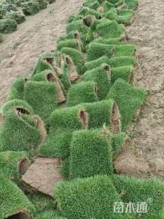 草块状马尼拉草