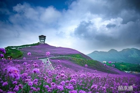 高度40厘米柳叶马鞭草