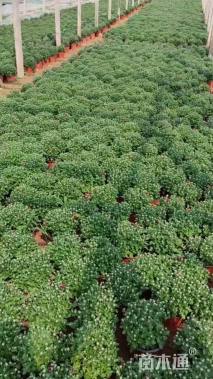 高度40厘米千头菊