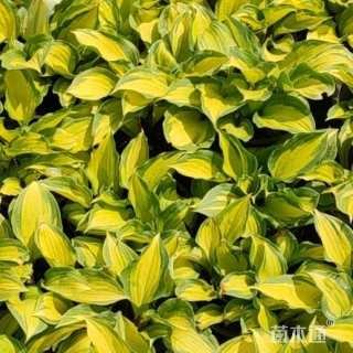 高度20厘米花叶玉簪