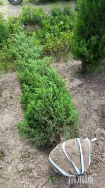 高度200厘米桧柏