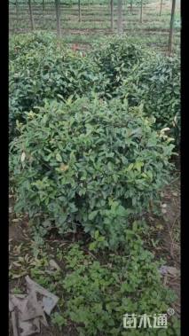 冠幅120厘米红叶石楠球