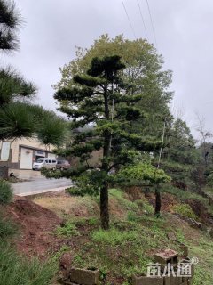 造型罗汉松