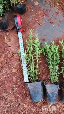 高度25厘米满天星