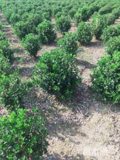 冠幅50厘米冬青球