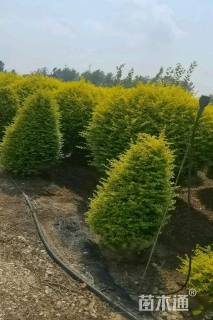 高度80厘米钝齿冬青
