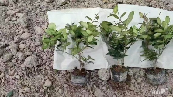 高度40厘米金森女贞