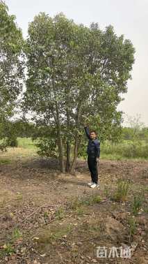 10公分(4杆)丛生女贞