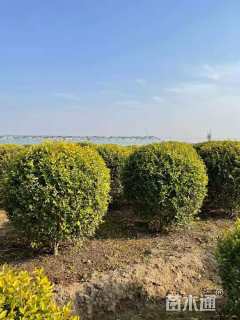 冠幅60厘米金叶榆球