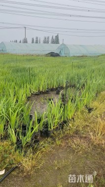 高度50厘米鸢尾