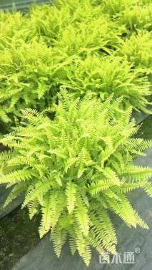 高度20厘米波斯顿蕨