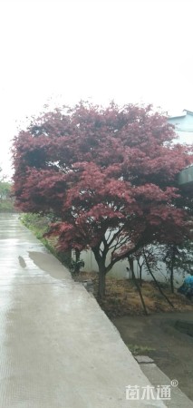 高度280厘米羽毛枫