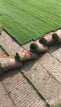 草卷状百慕大草