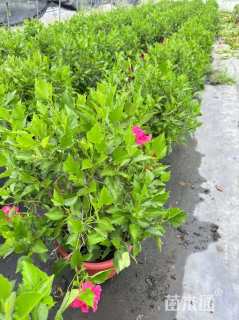 高度30厘米扶桑