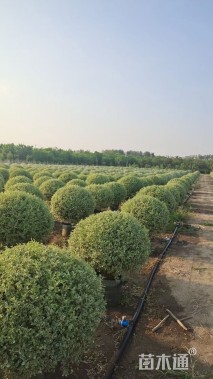 冠幅100厘米银姬小蜡球