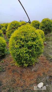 冠幅120厘米千层金球