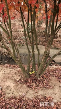 高度250厘米丛生鸡爪槭