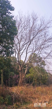 25公分(3杆)丛生榔榆