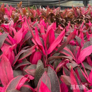 高度25厘米亮叶朱蕉