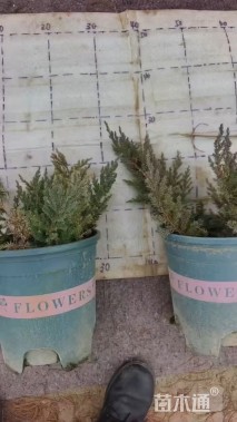 高度20厘米铺地柏