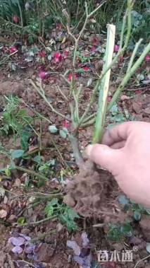 高度30厘米月季