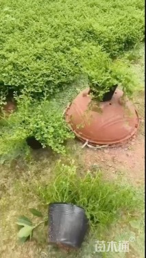 高度10厘米翠云草