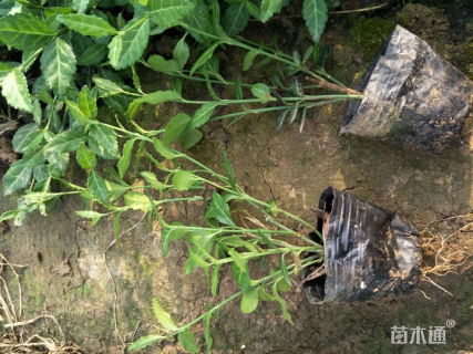 主蔓长20厘米小叶扶芳藤