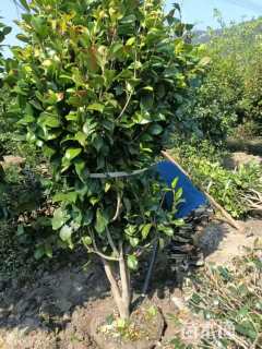 高度150厘米茶花