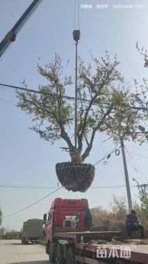 高度2.8厘米石榴