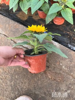 高度25厘米向日葵