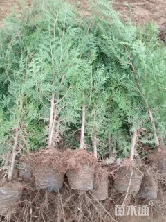 高度200厘米侧柏
