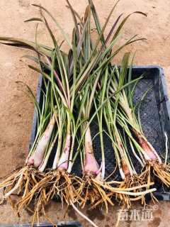 高度35厘米文殊兰