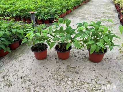 高度40厘米火焰南天竹