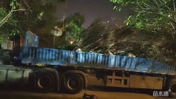 高度200厘米木槿