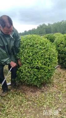 冠幅50厘米小叶黄杨球