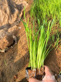 高度25厘米黄菖蒲