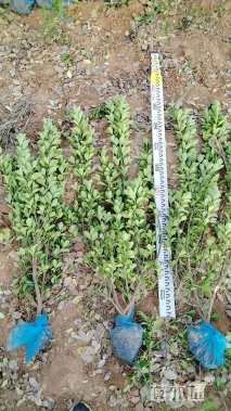 高度80厘米大叶黄杨