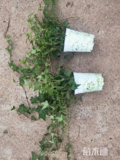 高度14厘米花叶蔓长春