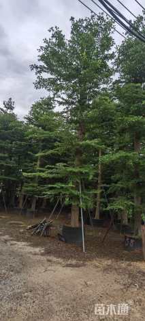 20公分小叶榄仁