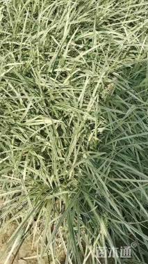 高度20厘米沿阶草