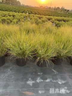 高度50厘米画眉草